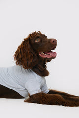 Plain Jersey Dog PJ